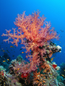 Soft coral in the Red Sea. by Carol Cox 